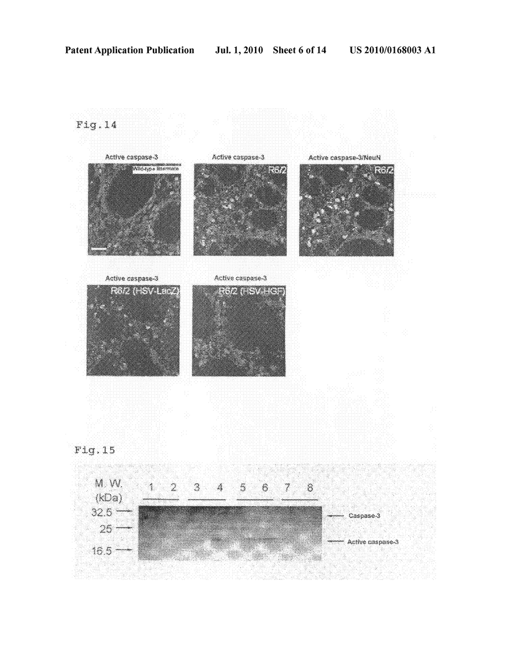 Agent for Treating Polyglutamine Aggregation-Caused Disease or Suppressing Onset Thereof - diagram, schematic, and image 07