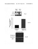 Stroke-generated angiogenesis enhancers and uses thereof diagram and image