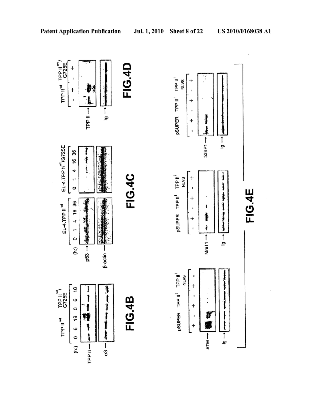 USE OF COMPOUNDS IN COMBINATION WITH GAMMA-IRRADIATION FOR THE TREATMENT OF CANCER - diagram, schematic, and image 09