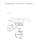 METHOD FOR PREPARING ENZYMATICALLY HIGHLY BRANCHED-AMYLOSE AND AMYLOPECTIN CLUSTER diagram and image