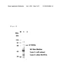 METHOD FOR PREPARING ENZYMATICALLY HIGHLY BRANCHED-AMYLOSE AND AMYLOPECTIN CLUSTER diagram and image