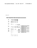 METHOD FOR PREPARING ENZYMATICALLY HIGHLY BRANCHED-AMYLOSE AND AMYLOPECTIN CLUSTER diagram and image