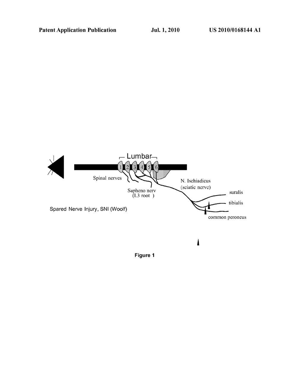 INHIBITORS OF PROTEIN KINASES - diagram, schematic, and image 02