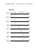 NUCLEIC ACID AND CORRESPONDING PROTEIN ENTITLED 151P3D4 USEFUL IN TREATMENT AND DETECTION OF CANCER diagram and image