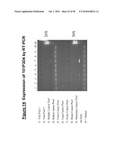 NUCLEIC ACID AND CORRESPONDING PROTEIN ENTITLED 151P3D4 USEFUL IN TREATMENT AND DETECTION OF CANCER diagram and image