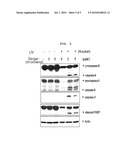 NOVEL USE OF SARGACHROMENOL diagram and image