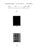 FUSION PROTEIN CARRYING NEUROTROPHIN ACROSS THE BLOOD-BRAIN BARRIER, ENCODING GENE AND USES THEREOF diagram and image