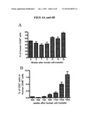 Antibody modulating the differentiation and function of dendritic cells via binding intercellular adhesion molecule-1 and use thereof diagram and image