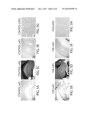 ANIMAL MODEL SIMULATING NEUROLOGIC DISEASE diagram and image