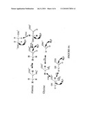 METHOD FOR AUTOMATED, LARGE-SCALE MEASUREMENT OF THE MOLECULAR FLUX RATES OF THE PROTEOME OR THE ORGANEOME USING MASS SPECTROMETRY diagram and image