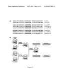 USE OF TAILORED RECOMBINASES FOR THE TREATMENT OF RETROVIRAL INFECTIONS diagram and image