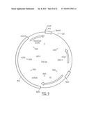 Combination of an Anti-Ep-CAM Antibody with a Chemotherapeutic Agent diagram and image