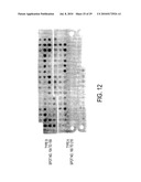 CIRCOVIRUS SEQUENCES ASSOCIATED WITH PIGLET WEIGHT LOSS DISEASE (PWD) diagram and image