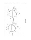 HCV NS3 protease replicon shuttle vectors diagram and image