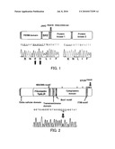 MUTANT NUCLEIC ACID RELATED TO CHRONIC MYELOPROLIFERATIVE DISORDER AND METHOD OF EVALUATING CHRONIC MYELOPROLIFERATIVE DISORDER diagram and image