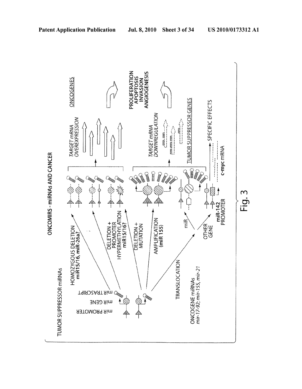 GENETIC LESION ASSOCIATED WITH CANCER - diagram, schematic, and image 04