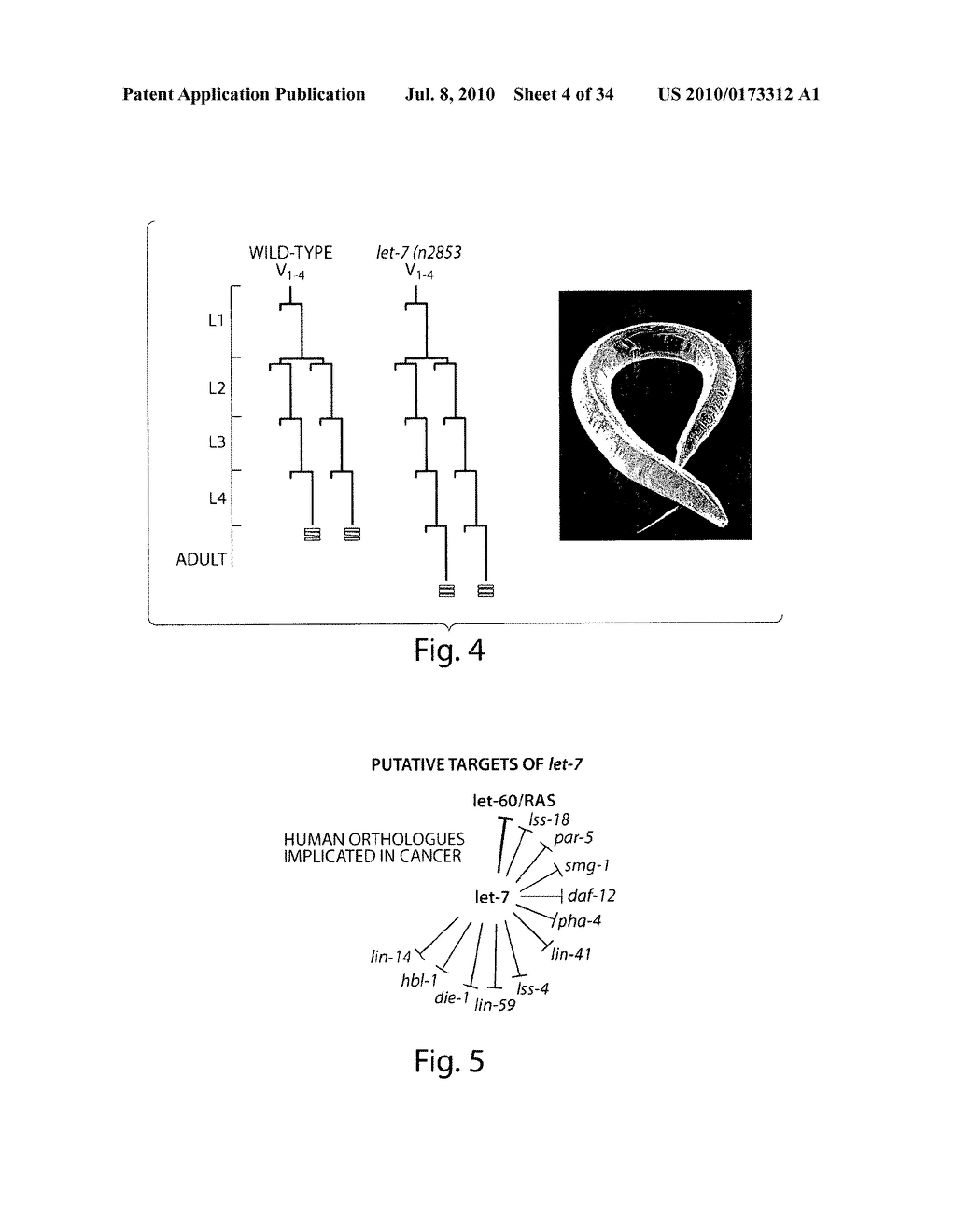 GENETIC LESION ASSOCIATED WITH CANCER - diagram, schematic, and image 05