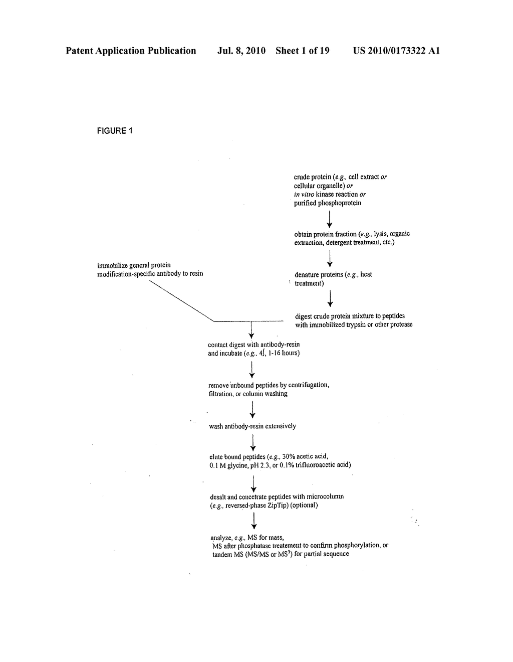 Reagents for the detection of protein phosphorylation in anaplastic large cell lymphoma signaling pathways - diagram, schematic, and image 02