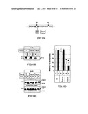 NOVEL NOTCH-ORIGIN POLYPEPTIDES AND BIOMARKERS AND REAGENTS USING THE SAME diagram and image