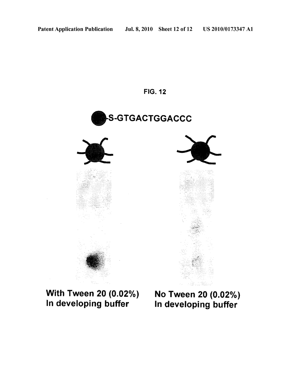 STABILIZED GOLD NANOPARTICLES AND METHODS OF MAKING THE SAME - diagram, schematic, and image 13