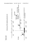 INCREASED PRODUCTION OF A TARGET PRODUCT VIA STABILIZATION OF mRNA diagram and image