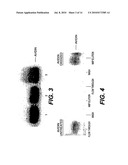 METHODS FOR INTRODUCING MANNOSE 6-PHOSPHATE AND OTHER OLIGOSACCHARIDES ONTO GLYCOPROTEINS AND ITS APPLICATION THEREOF diagram and image