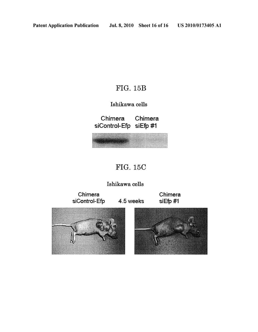 Double-Stranded Nucleic Acid Molecule Cancer Cell Proliferation Inhibitor and Pharmaceutical Agent Suitable for Prevention or Treatment of Uterine Cancer, Breast Cancer, and Bladder Cancer - diagram, schematic, and image 17