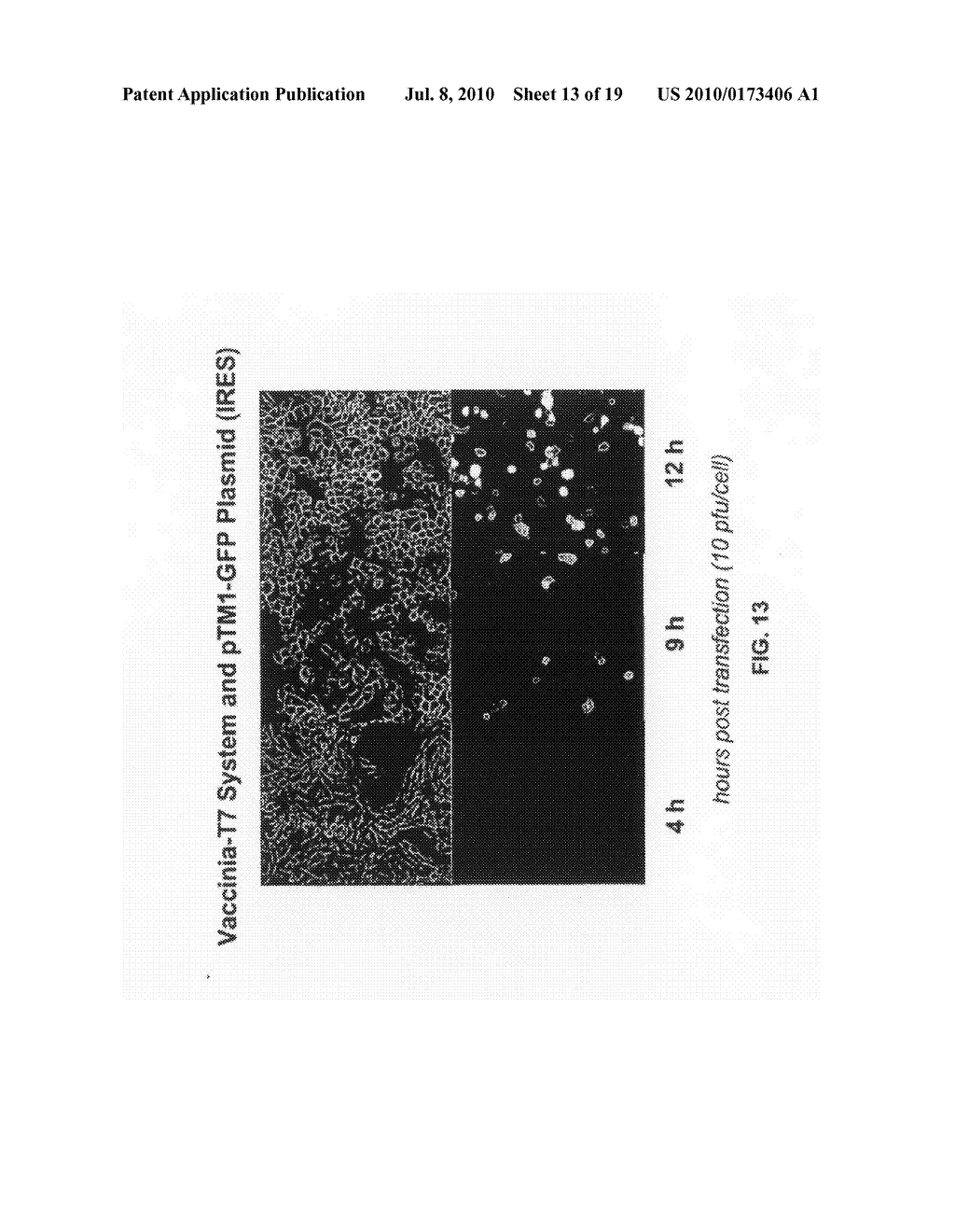 VIRUS MEDIATED CYTOPLASMIC EXPRESSION OF DNA VACCINES - diagram, schematic, and image 14