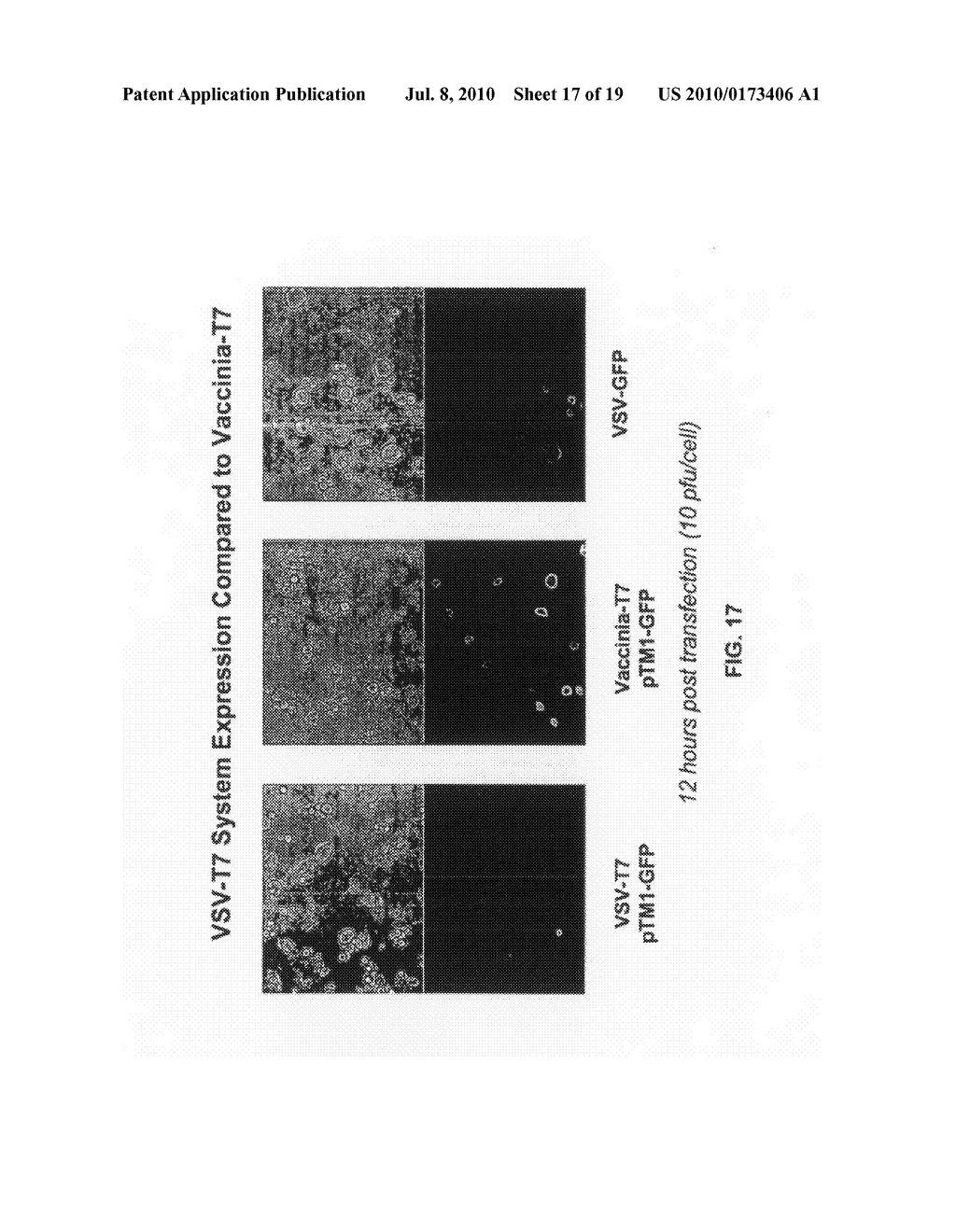 VIRUS MEDIATED CYTOPLASMIC EXPRESSION OF DNA VACCINES - diagram, schematic, and image 18