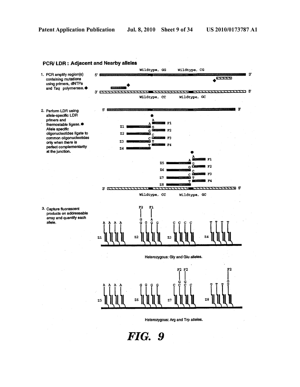 DETECTION OF NUCLEIC ACID SEQUENCE DIFFERENCES USING THE LIGASE DETECTION REACTION WITH ADDRESSABLE ARRAYS - diagram, schematic, and image 10