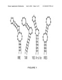 PROCESS FOR SCREENING OF A BINDING AMPHIPHILIC PEPTIDES SPECIFIC FOR HAIRPIN RNA diagram and image