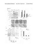 Phosphorylation and regulation of AKT/PKB by the rictor-mTOR complex diagram and image