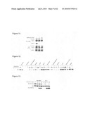 Phosphorylation and regulation of AKT/PKB by the rictor-mTOR complex diagram and image