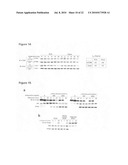 Phosphorylation and regulation of AKT/PKB by the rictor-mTOR complex diagram and image