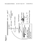 RNA INTERFERENCE MEDIATED INHIBITION OF STROMAL CELL-DERIVED FACTOR-1 (SDF-1) GENE EXPRESSION USING SHORT INTERFERING NUCLEIC ACID (siNA) diagram and image