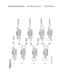 RNA INTERFERENCE MEDIATED INHIBITION OF STROMAL CELL-DERIVED FACTOR-1 (SDF-1) GENE EXPRESSION USING SHORT INTERFERING NUCLEIC ACID (siNA) diagram and image