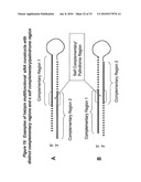 RNA INTERFERENCE MEDIATED INHIBITION OF STROMAL CELL-DERIVED FACTOR-1 (SDF-1) GENE EXPRESSION USING SHORT INTERFERING NUCLEIC ACID (siNA) diagram and image