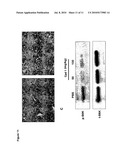 METHOD FOR INDUCING AUTOPHAGY diagram and image