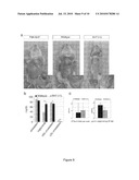 USE OF SIRT7 FOR TREATING AGE-RELATED DISEASES diagram and image