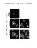 AMPHIPHILIC NUCLEOTIDE COCHLEATE COMPOSITIONS AND METHODS OF USING THE SAME diagram and image