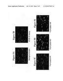 AMPHIPHILIC NUCLEOTIDE COCHLEATE COMPOSITIONS AND METHODS OF USING THE SAME diagram and image