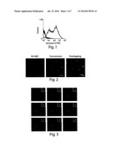 ASYMMETRIC LIPOSOMES AND USES IN MEDICAL FIELD THEREOF diagram and image