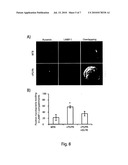 ASYMMETRIC LIPOSOMES AND USES IN MEDICAL FIELD THEREOF diagram and image