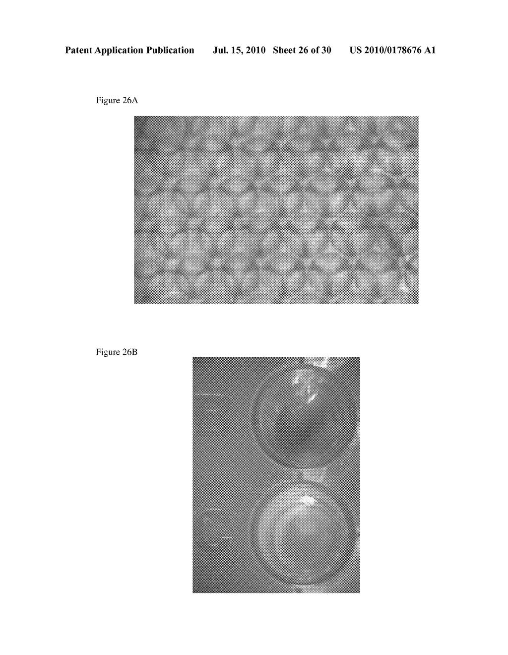 METHODS FOR ANTIBODY PRODUCTION - diagram, schematic, and image 27