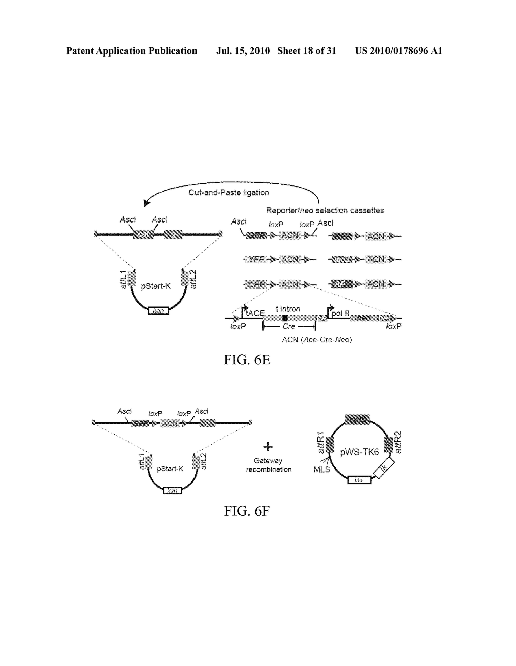 IN VIVO GENOME-WIDE MUTAGENESIS - diagram, schematic, and image 19