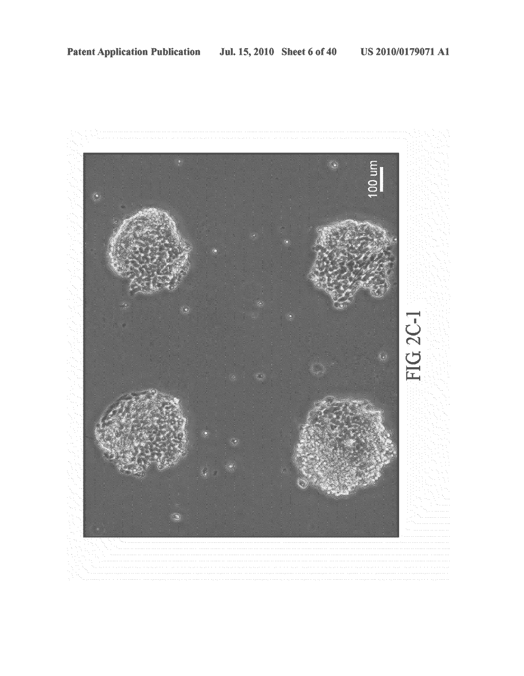 CELL PATTERN AND METHOD FOR PRODUCING THE SAME - diagram, schematic, and image 07