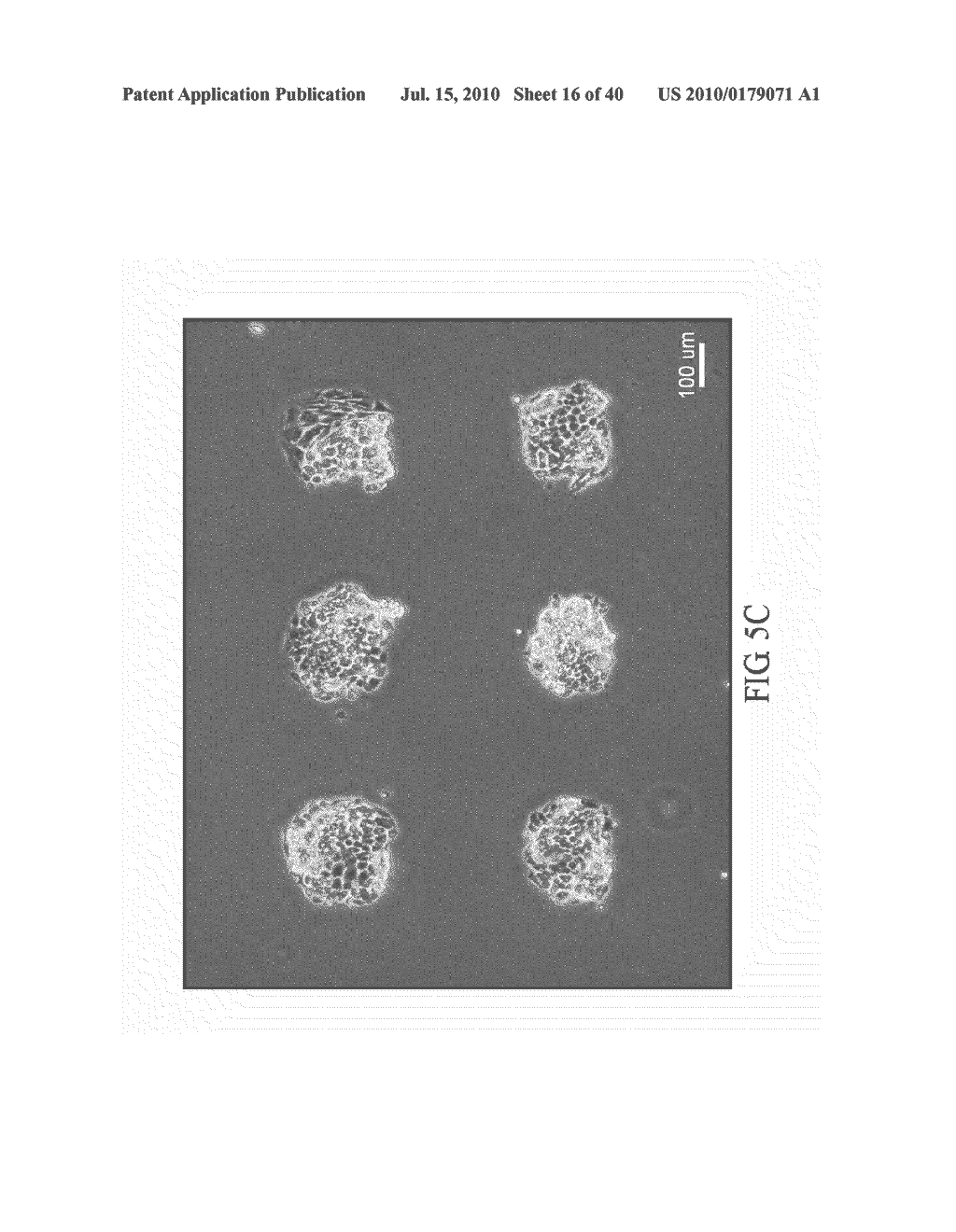 CELL PATTERN AND METHOD FOR PRODUCING THE SAME - diagram, schematic, and image 17