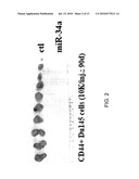 Methods and Compositions Involving miRNAs In Cancer Stem Cells diagram and image