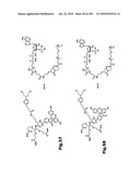 SELF COUPLING RECOMBINANT ANTIBODY FUSION PROTEINS diagram and image