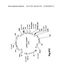 SELF COUPLING RECOMBINANT ANTIBODY FUSION PROTEINS diagram and image